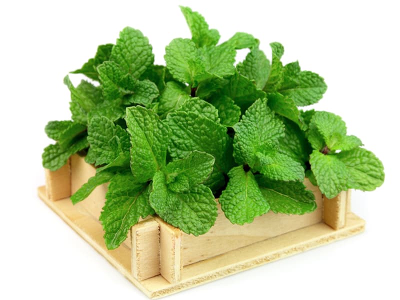 Tra-Bac-Ha-La-mint-leaf-tea-nong-san-cao-cap-viet-farm-food-093-8828-553