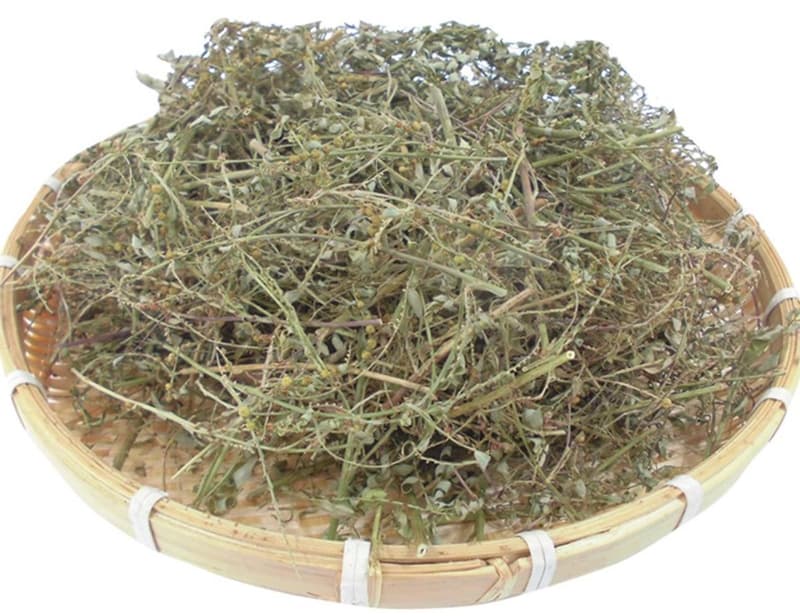 Tra-Cay-Cho-De-Diep-Ha-Chau-Phyllanthus-amarus-Schumach-Thonn-tea-nong-san-cao-cap-viet-farm-food-093-8828-553-6