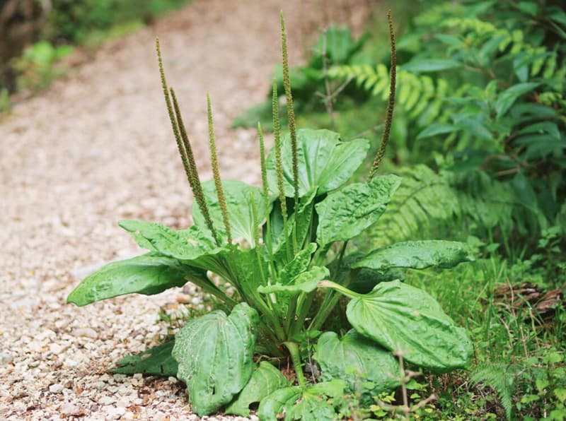 Tra-Cay-Ma-De-broadleaf-plantain-Plantago-major-tea-nong-san-cao-cap-viet-farm-food-093-8828-553