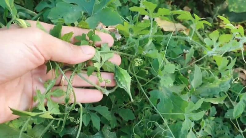 Tra-Day-Kho-Qua-wild-bitter-melon-wild-bitter-gourd-wild-bitter-squash-stem-and-leaves-tea-nong-san-cao-cap-viet-farm-food-093-8828-553-1