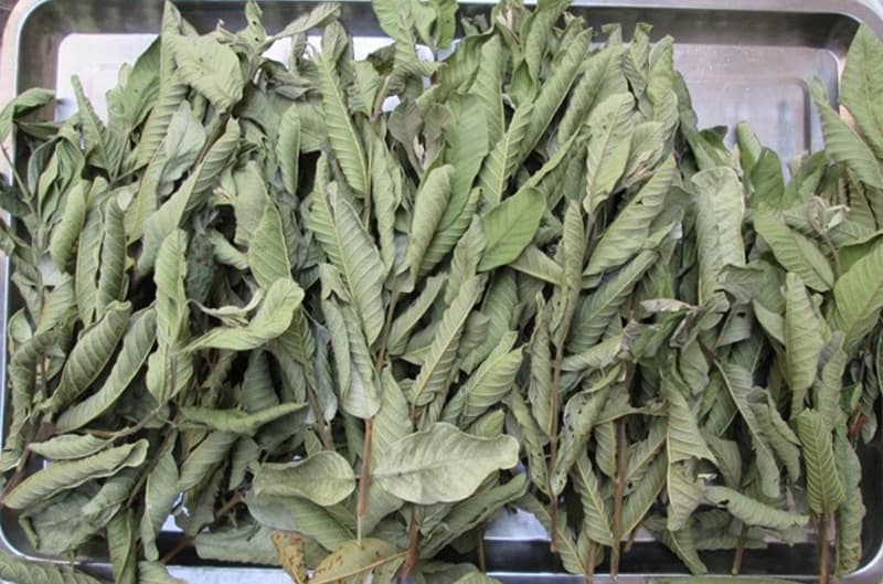 Tra-La-Oi-guava-leaves-tea-nong-san-cao-cap-viet-farm-food-093-8828-553-3