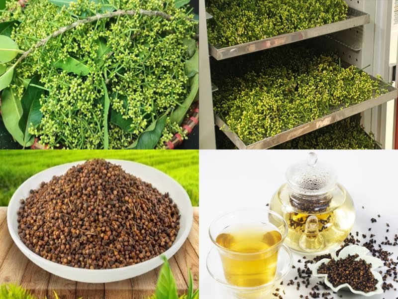 Tra-Nu-Voi-Folium-et-flos-Cleistocalysis-operculati-nong-san-cao-cap-viet-farm-food-093-8828-553-2