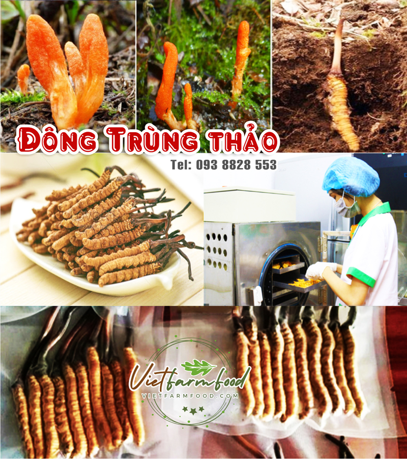 dong-trung-ha-thao-sau-trung-kho-093-8828-553