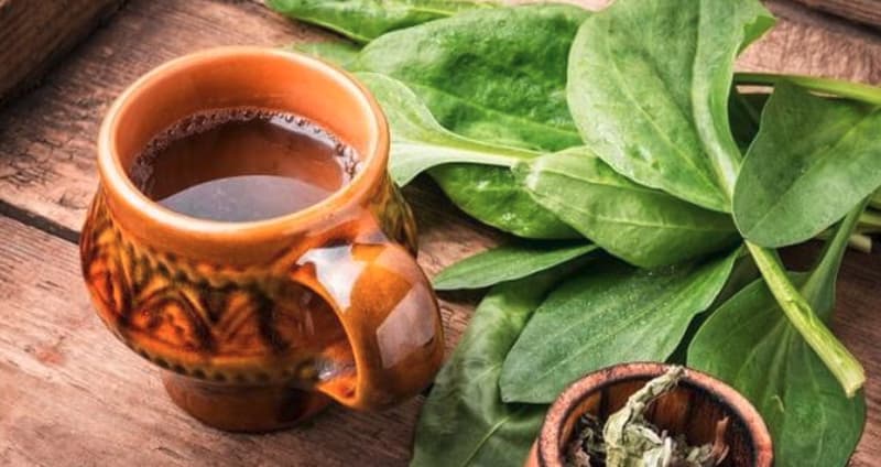 Tra-Cay-Ma-De-broadleaf-plantain-Plantago-major-tea-nong-san-cao-cap-viet-farm-food-093-8828-553