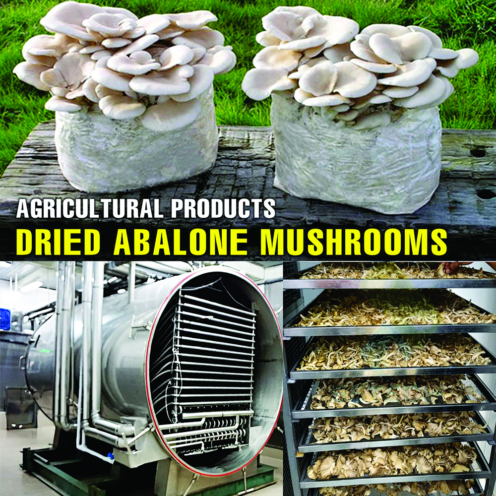 DRIED ABALONE MUSHROOMS 5.29 Oz (150g) VIETFARMFOOD: Dried agricultural products with pure natural flavor. Used as cooking ingredients to prepare delicious, nutritious dishes, suitable for vegetarians