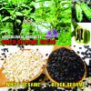 AGRICULTURAL PRODUCTS DRIED BLACK SESAME SEEDS Viet Farm Food natural ingredients processed into dishes 84 0938838553 4
