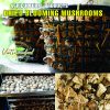 AGRICULTURAL PRODUCTS DRIED BLOOMING MUSHROOMS Viet Farm Food natural ingredients processed into dishes 84 0938838553 4