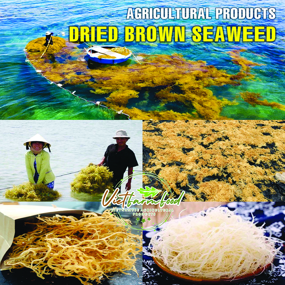 DRIED BROWN SEAWEED (ALGAE) 5.29 Oz (150g) VIETFARMFOOD: Dried agricultural products with pure natural flavor. Used as cooking ingredients to prepare delicious, nutritious dishes, suitable vegetarians