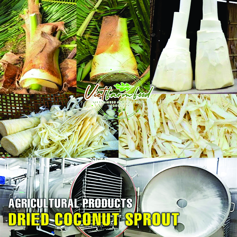 DRIED COCONUT SPROUT 5.29 Oz (150g) VIETFARMFOOD: Dried agricultural products with pure natural flavor. Used as cooking ingredients to prepare delicious, nutritious dishes, suitable for vegetarians