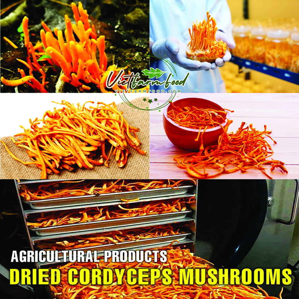 DRIED CORDYCEPS MUSHROOMS 5.29 Oz (150g) VIETFARMFOOD: Dried agricultural products with pure natural flavor. Used as cooking ingredients to prepare delicious, nutritious dishes, suitable vegetarians