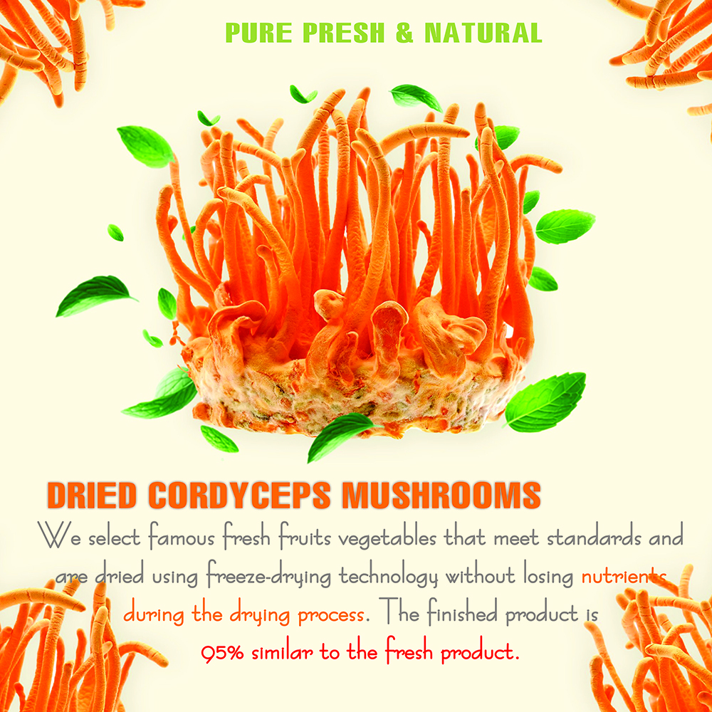 DRIED CORDYCEPS MUSHROOMS 5.29 Oz (150g) VIETFARMFOOD: Dried agricultural products with pure natural flavor. Used as cooking ingredients to prepare delicious, nutritious dishes, suitable vegetarians