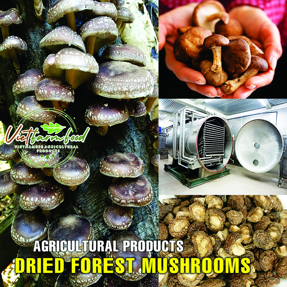 DRIED FOREST MUSHROOMS 2.47 Oz (70g) VIETFARMFOOD: Dried agricultural products with pure natural flavor. Used as cooking ingredients to prepare delicious, nutritious dishes, suitable for vegetarians
