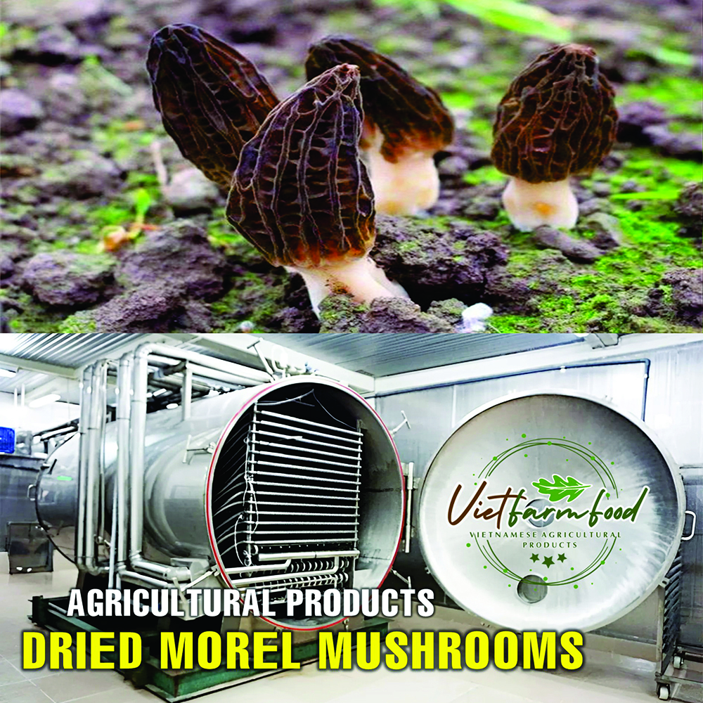 DRIED MOREL MUSHROOMS 2.47 Oz (70g) VIETFARMFOOD: Dried agricultural products with pure natural flavor. Used as cooking ingredients to prepare delicious, nutritious dishes, suitable for vegetarians
