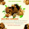 AGRICULTURAL PRODUCTS DRIED GOAT MOREL MUSHROOMS Viet Farm Food natural ingredients processed into dishes 84 0938838553 5