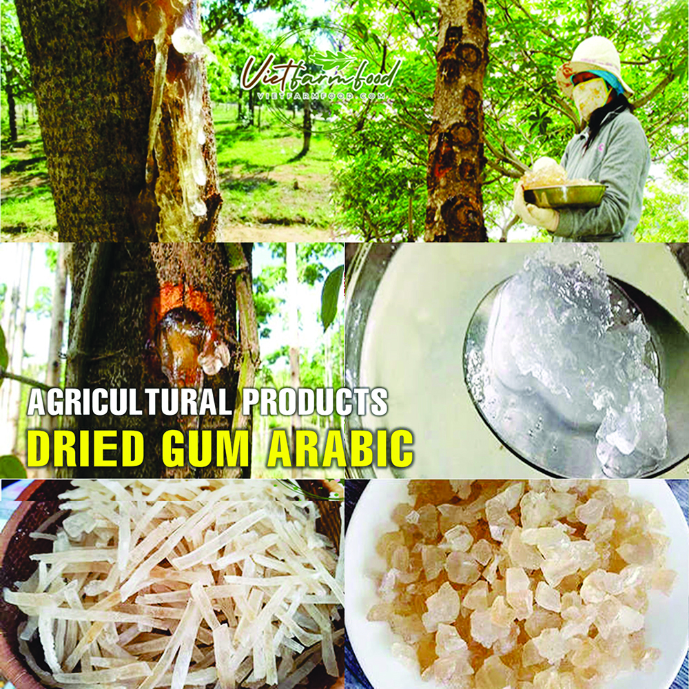 DRIED GUM ARABIC (TRAGACANTH) 5.29 Oz (150g) VIETFARMFOOD: Dried agricultural products with pure natural flavor. Used as ingredients for cooking; toppings, drinks, nutritious dishes