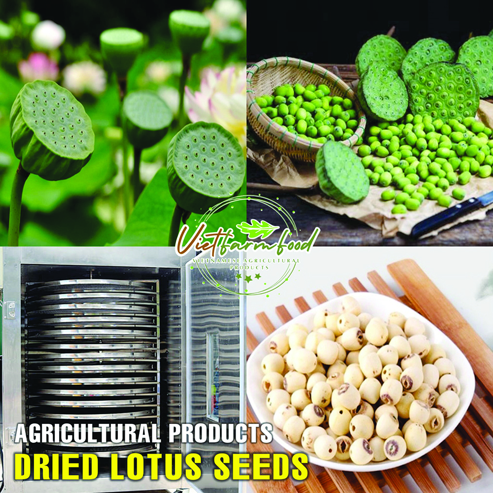DRIED LOTUS SEEDS 5.29 Oz (150g) VIETFARMFOOD: Dried agricultural products with pure natural flavor. Used as ingredients for cooking; toppings, drinks, nutritious dishes, suitable for vegetarians