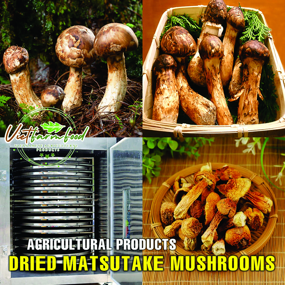 DRIED MATSUTAKE MUSHROOMS 2.47 Oz (70g) VIETFARMFOOD: Dried agricultural products with pure natural flavor. Used as cooking ingredients to prepare delicious, nutritious dishes,suitable for vegetarians
