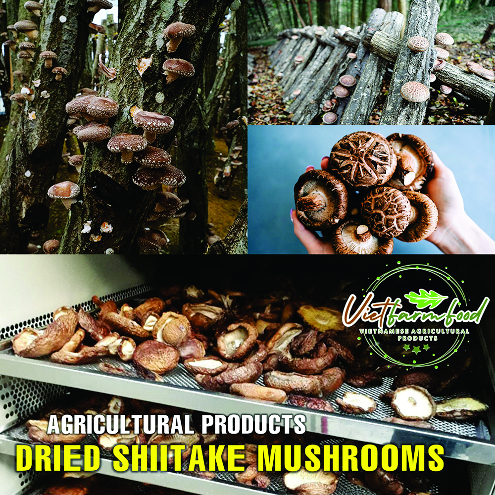 DRIED SHIITAKE MUSHROOMS 5.29 Oz (150g) VIETFARMFOOD: Dried agricultural products with pure natural flavor. Used as cooking ingredients to prepare delicious, nutritious dishes,suitable for vegetarians