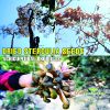 AGRICULTURAL PRODUCTS DRIED STERCULIA SEEDS Viet Farm Food natural ingredients processed into dishes 84 0938838553 4
