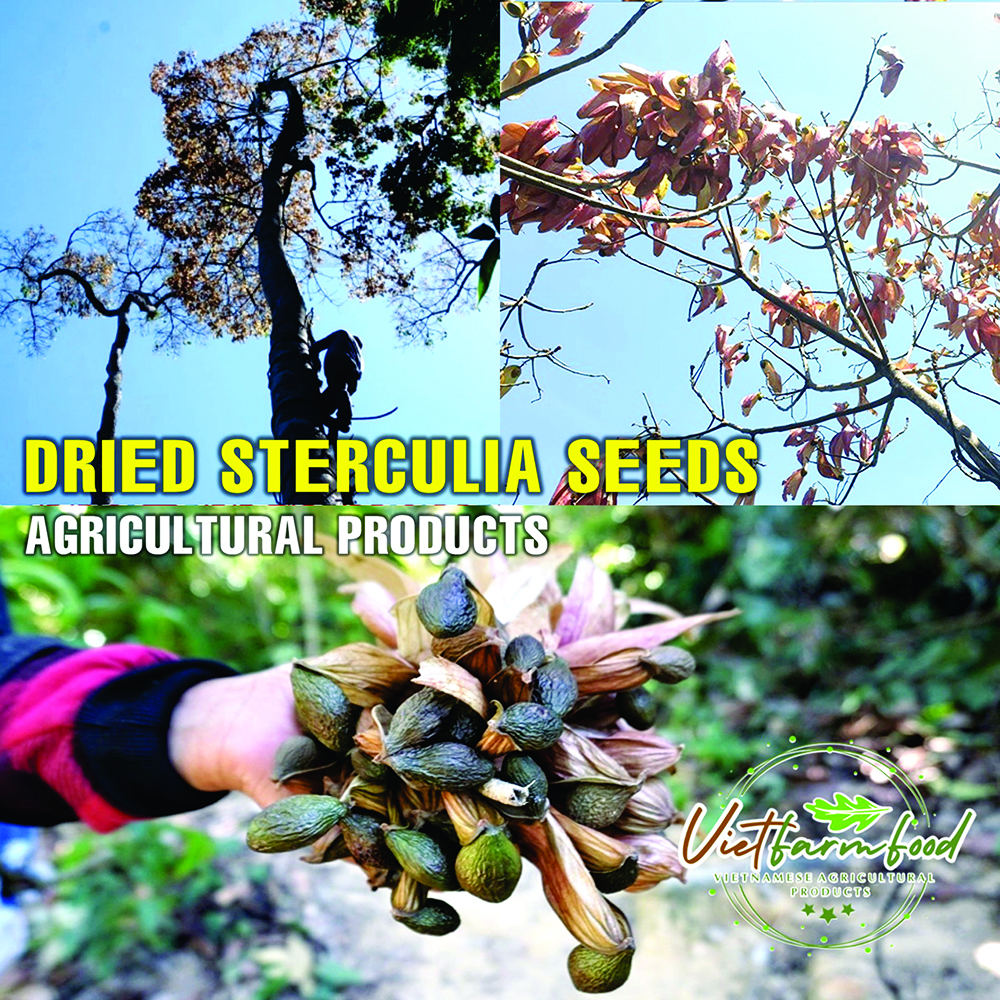 DRIED STERCULIA SEEDS 2.47 Oz (70g) VIETFARMFOOD: Dried agricultural products with pure natural flavor. Used as cooking ingredients to prepare delicious, nutritious dishes, suitable for vegetarians