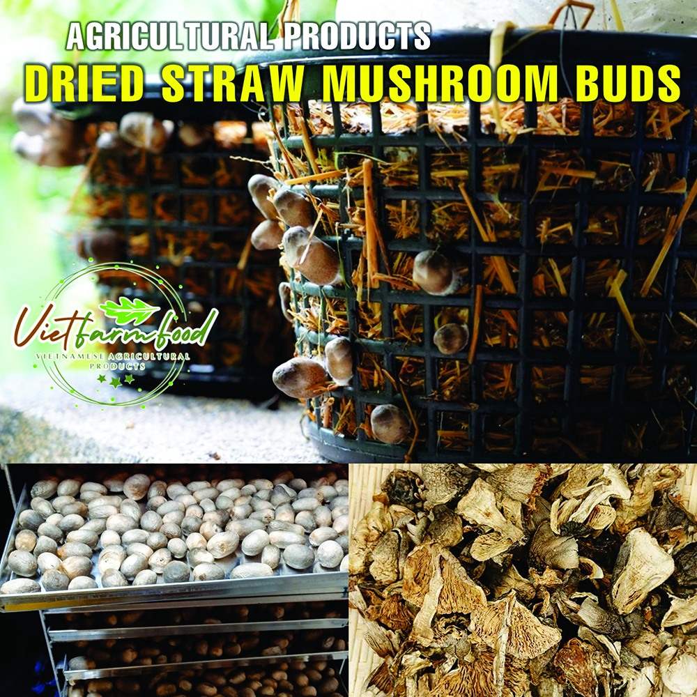 DRIED STRAW MUSHROOMS 2.47 Oz (70g) VIETFARMFOOD: Dried agricultural products with pure natural flavor. Used as cooking ingredients to prepare delicious, nutritious dishes, suitable for vegetarians