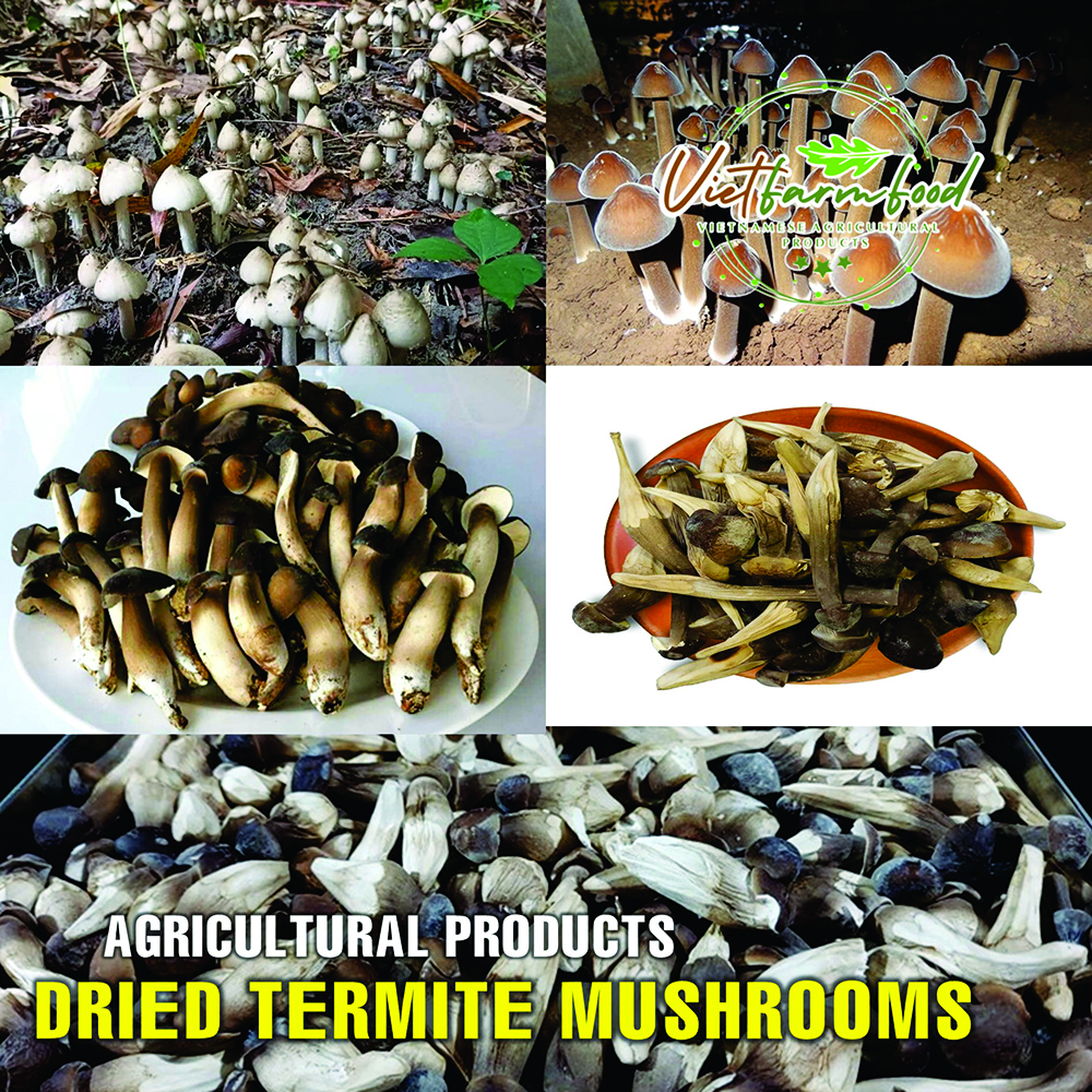 DRIED TERMITE MUSHROOMS 2.47 Oz (70g) VIETFARMFOOD: Dried agricultural products with pure natural flavor. Used as cooking ingredients to prepare delicious, nutritious dishes, suitable for vegetarians