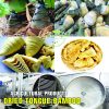 AGRICULTURAL PRODUCTS DRIED TONGUE BAMBOO Viet Farm Food natural ingredients processed into dishes 84 0938838553 4