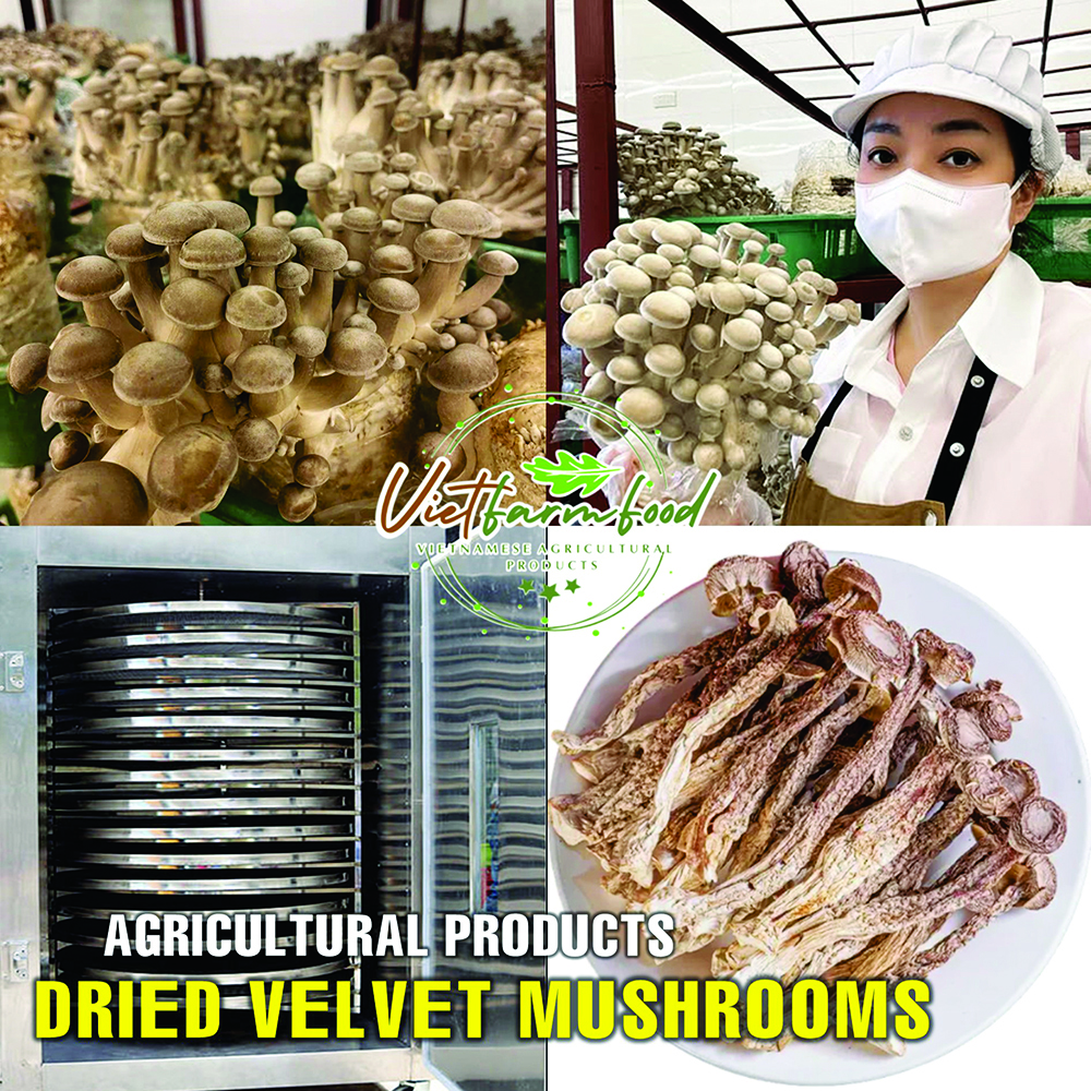 DRIED VELVET MUSHROOMS 5.29 Oz (150g) VIETFARMFOOD: Dried agricultural products with pure natural flavor. Used as cooking ingredients to prepare delicious, nutritious dishes, suitable for vegetarians