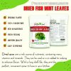 FREEZE DRIED SPICES FISH MINT LEAVE houttuynia cordata fish leaf Vietnamese Viet Farm Food Agricultural Products 84 0938838553 7